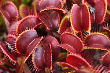 Closeup of several snap traps of the Venus flytrap Dionaea muscipula (red clone; family Droseraceae), a carnivorous plant from North Carolina and South Carolina, USA.