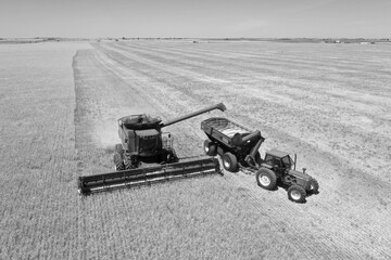 Sorghum harvest in Argentine Countryside , La Pampa, Argentina