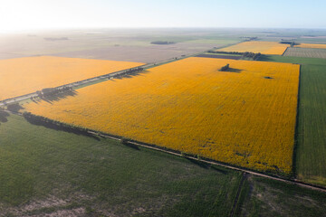 Sunflower cultivation landscape , La Pampa Province, Patagonia Argentina