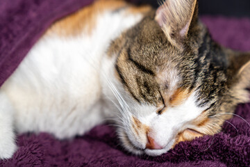 Relaxed three color  Cat Sleeping on a Soft Purple Blanket. Cozy and Adorable Pet Resting in a Comfortable Home cold winter weather. Peaceful Feline Nap. Fluffy Domestic Cat Relaxation. Pet ownership.