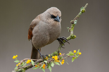 Bay winged Cowbird in Calden forest environment, La Pampa Province, Patagonia, Argentina.