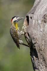 Green barred Woodpecker in forest environment,  La Pampa province, Patagonia, Argentina.
