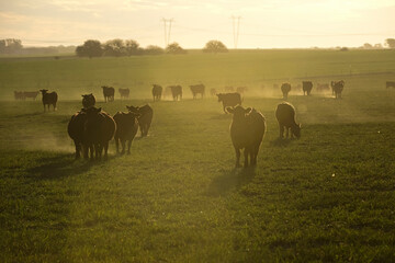 Cattle herd grazing in the field at sunset, in the Pampas plain, Patagonia, Argentina