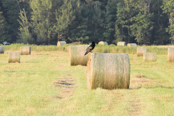 La Plaine 28 Juillet 2025