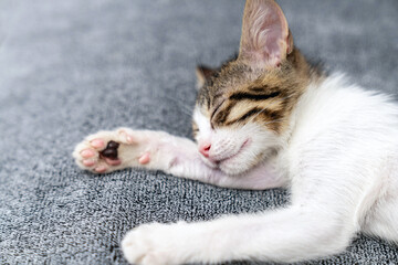 Adorable tabby kitten sleeping peacefully on soft grey blanket, close up of cute baby cat resting indoors, cozy and calm domestic pet photo perfect for animal care, sleep, or pet lifestyle themes