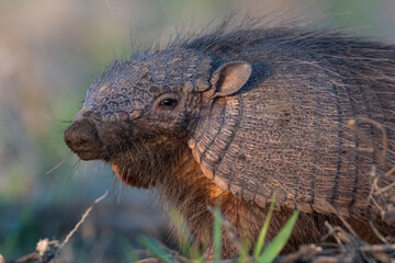 Armadillo in Pampas countryside environment, La Pampa Province, Argentina.
