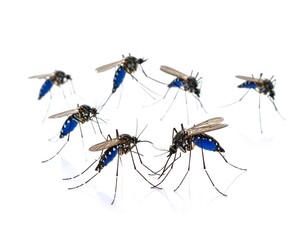 Mosquitoes clustered against white background