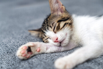 Adorable tabby kitten sleeping peacefully on soft grey blanket, close up of cute baby cat resting...
