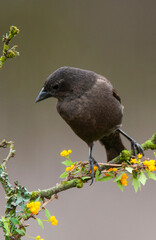 Bay winged Cowbird in Calden forest environment, La Pampa Province, Patagonia, Argentina.