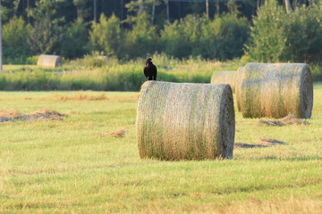 La Plaine 28 Juillet 2025