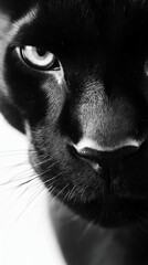 Close-up of a black panther's face in dramatic monochrome lighting