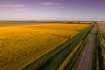 Sunflower cultivation landscape , La Pampa Province, Patagonia Argentina