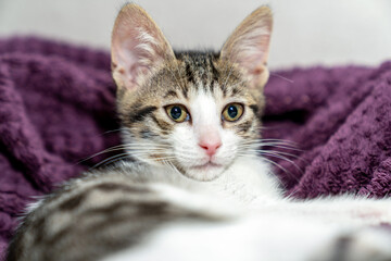 Adorable tabby kitten relaxing on cozy purple blanket indoors, looking at camera with curious eyes,...