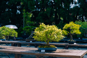 Japanese White Beech Bonsai Tree, Fagus crenata Outdoor in a Garden