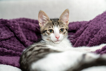 Adorable tabby kitten relaxing on cozy purple blanket indoors, looking at camera with curious eyes,...