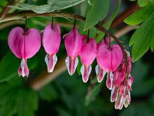bleeding hearts