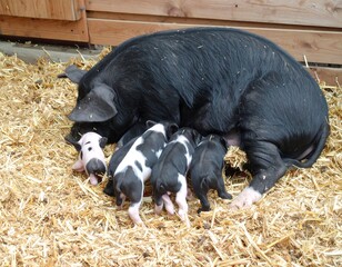 Mother pig and piglets nursing