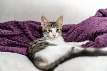 Adorable tabby kitten relaxing on cozy purple blanket indoors, looking at camera with curious eyes,...