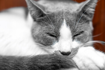 Peaceful gray and white domestic cat sleeping, looking on wooden surface indoors, symbolizing...