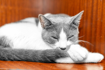 Peaceful gray and white domestic cat sleeping, looking on wooden surface indoors, symbolizing...