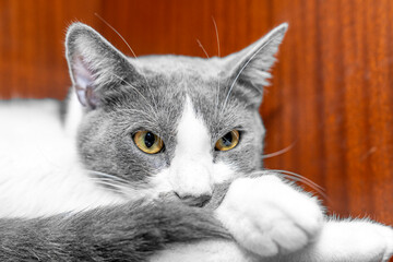 Peaceful gray and white domestic cat sleeping, looking on wooden surface indoors, symbolizing...