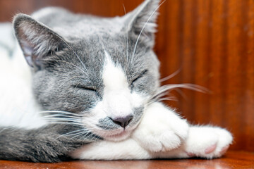 Peaceful gray and white domestic cat sleeping, looking on wooden surface indoors, symbolizing relaxation, comfort, and pet companionship in a cozy home environment, perfect for animal and lifestyle co
