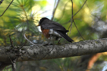 La Plaine 28 Juillet 2025