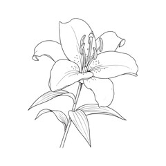 Fototapeta premium Elegant Line Drawing of a Beautiful Lily Flower with Leaves and Stem