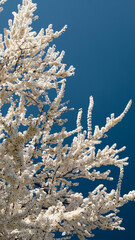 wiosna białe kwiaty © Karolina Fotografie