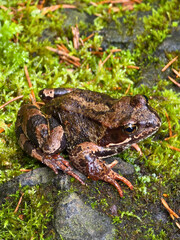 The moor frog resting on moss 