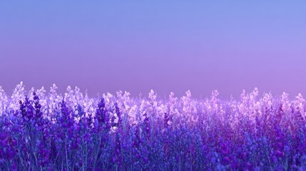 Vibrant purple and white field