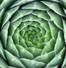 hen and chick plant
