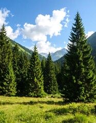 Mountain pine forest under a vibrant sky