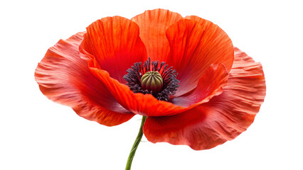 Obraz premium red poppy isolated on white background