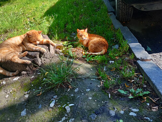 Two ginger cats relaxing on the sidewalk, basking in the sunlight, cats in the park