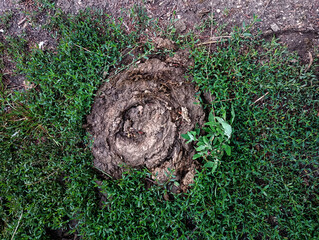 Cow feces in Green Grass, green grass in the ground, Fresh cow dung on green grass in a natural...