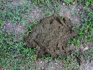 Cow feces in Green Grass, green grass in the ground, Fresh cow dung on green grass in a natural...