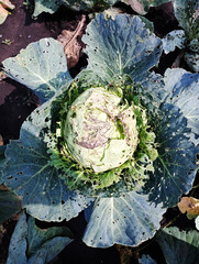 Cabbage with pest damage in a garden, cabbage in the garden