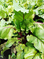 Close-up of vibrant beet leaves in a garden, green lettuce in the garden, young beet