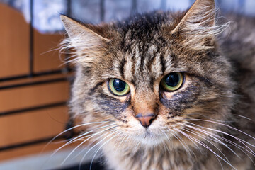 A detailed close up of a cat s face featuring a brick wall background