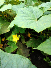 Close-up of Cucumber Plant with Yellow Flower and Green Leaves, green leaves in the garden