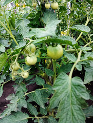 Green Tomatoes Growing on a Vine,  Tomatoes on the vine