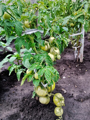Tomato Plant Laden with Green Tomatoes, Growing in Garden, organic vegetables in a greenhouse