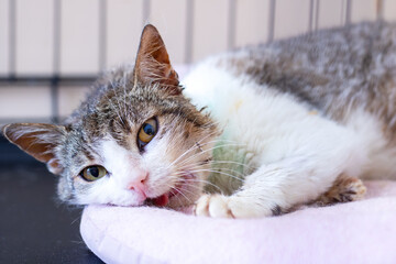 A lovely brown and white cat is comfortably laying on a pink pillow