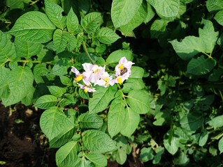Potato plant with blooming flowers, white flower
