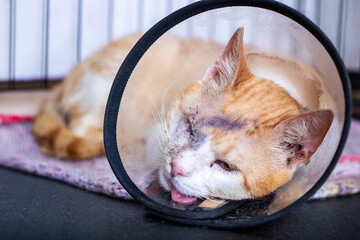 A domestic cat is currently wearing a plastic cone around its neck