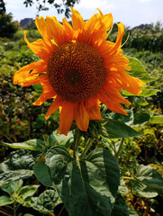 Golden Sunflower in Sunlight, sunflower in the garden