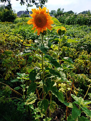 sunflowers in the field