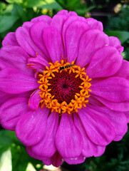 Vibrant Pink Zinnia Flower with Orange Center and Insect, close up of pink flower