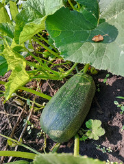 Zucchini growing in a garden with lush green foliage under sunlight., zucchini in the garden